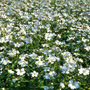 White flowers